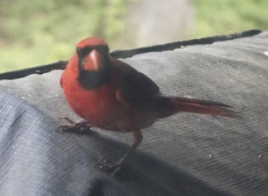 Cardinal_2